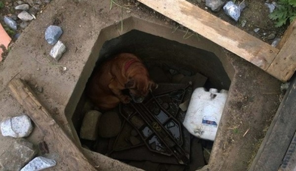 
Cô chó bị người chủ nhẫn tâm bỏ rơi dưới hố, mặc cho nó chết đói.