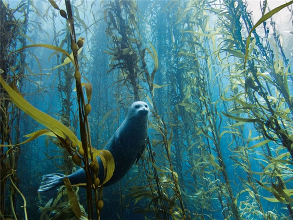 
Chú hải cẩu trắng đang tìm lối ra giữa khu rừng tảo biển chằng chịt.