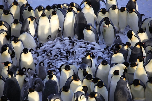 
Họ hàng nhà cánh cụt không chỉ quây quần giữ ấm cho các bé mới nở mà có lẽ còn họp hội nghị đề ra phương pháp chăm nuôi các bé cho thật tốt.