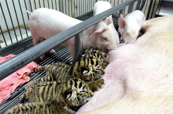 
Mẹ lợn đang cho bầy hổ con bú.