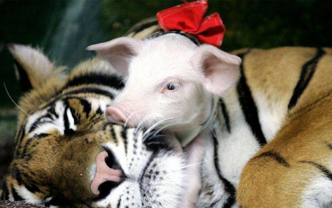 
Lợn con tặng cho mẹ một nụ hôn rất đỗi ngọt ngào.