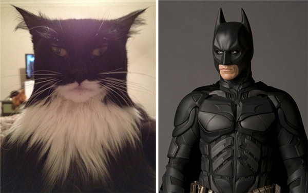 
Hậu duệ của Batman không ai khác chính là chú mèo này.