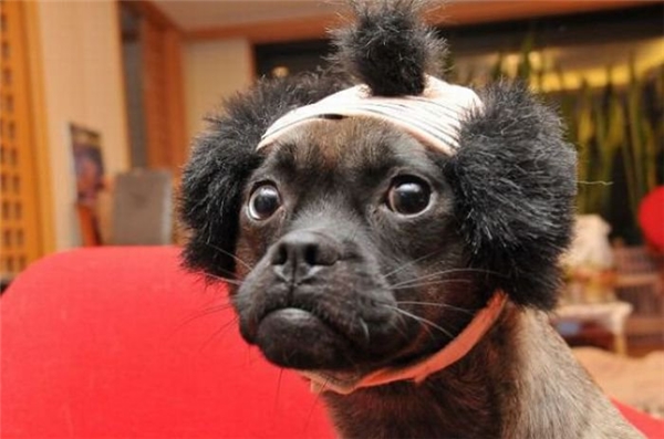 Đội tóc giả cho cún: Một cách thú vị để làm cho thú cưng của bạn trở nên nổi bật và ngầu hơn bao giờ hết là đội tóc giả cho chúng. Nhìn chúng vui vẻ khi được \