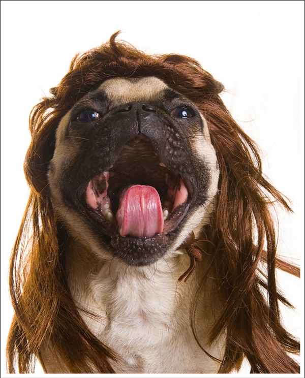 Hãy cùng xem ảnh đội tóc giả cho cún của bạn. Những kiểu tóc giả có thể biến thú cưng của bạn trở thành người nổi tiếng và thật đáng yêu. Từ tóc gãy đến tóc ngắn, kiểu tóc giả cho cún của bạn sẽ tạo nên một phong cách độc đáo cho thú cưng của bạn.
