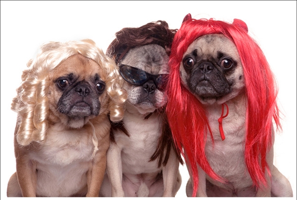 Hãy xem đội tóc giả cho cún của chúng tôi như một món quà đặc biệt dành cho những chú cún yêu thương của bạn. Chúng tôi cam kết sẽ làm cho chúng trở nên thật đáng yêu và đẹp trai hơn bao giờ hết!