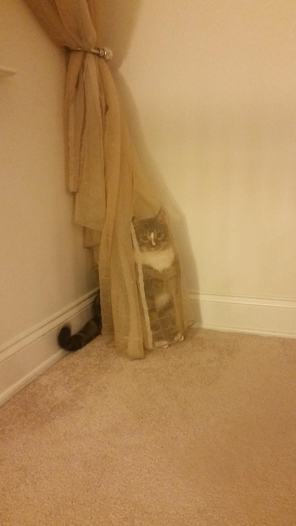 
Mọi người đi tìm xem con mèo nó trốn ở đâu, nhớ chừa cái rèm cửa ra vì nó mỏng thế mà trốn sao cho được.