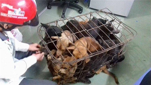 
9 chú chó được giải cứu. (Ảnh: Hứa Hồng Phương)