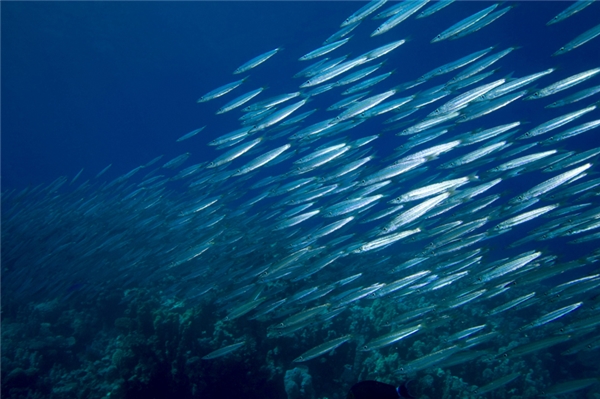 
Một bầy cá trích có thể bao gồm hàng triệu con, diễu hành một vùng nước lên đến hàng chục km vuông. Thử tưởng tượng bạn đang bơi và bị chúng bao vây mà xem, điều gì sẽ xảy ra?
