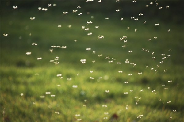 
Ở những khu vực đồng cỏ ẩm ướt, cây cối rậm rạp, muỗi thường sinh sống rất đông.