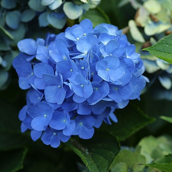 
Hoa Cẩm tú cầu có nhiều màu sắc sặc sỡ nên thường được trồng để trang trí trong nhà và ngoài sân vườn.