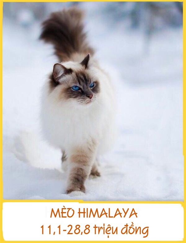 
Mèo Himalaya có ngoại hình khá giống mèo Ba Tư nhưng khác ở đôi mắt màu xanh lam và mặt, tai, chân, đuôi có màu tối. Chúng được lai tạo vào năm 1950 tại Hoa Kỳ. Giống mèo này khá dịu dàng, vâng lời, thân thiện và ôn hòa. Giá mỗi con dao động từ 11,1-28,8 triệu đồng.