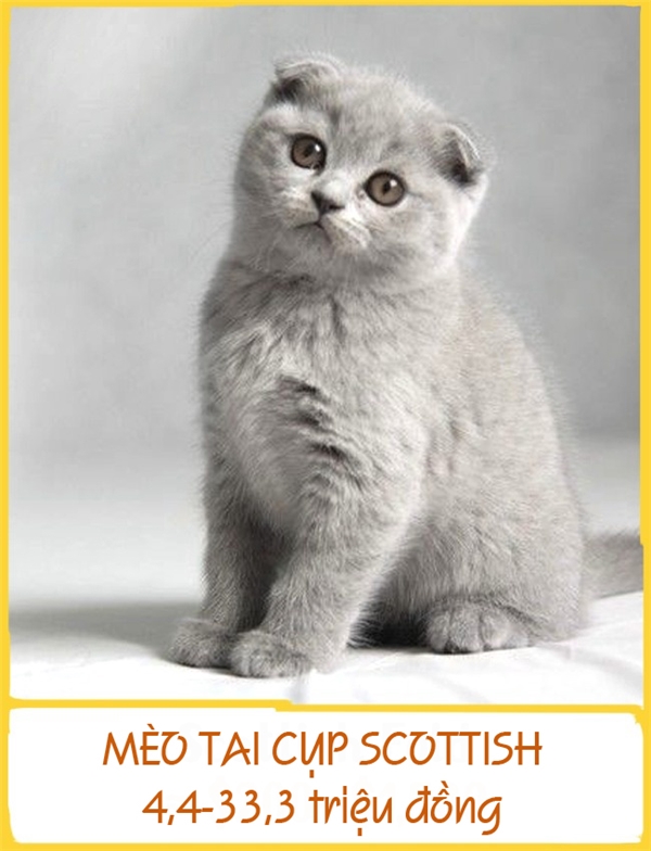 
Khác với các giống mèo bình thường, mèo Scottish Fold có đôi tai cụp xuống do đột biến gen. Chúng năng động, dễ hòa đồng và được đánh giá là giống mèo thông minh. Điểm nổi bật ở giống mèo này là chúng có thể đứng trên hai chân sau và quan sát những thứ chúng thích. Mỗi chú mèo cụp tai có giá từ 4,4-33,3 triệu đồng.