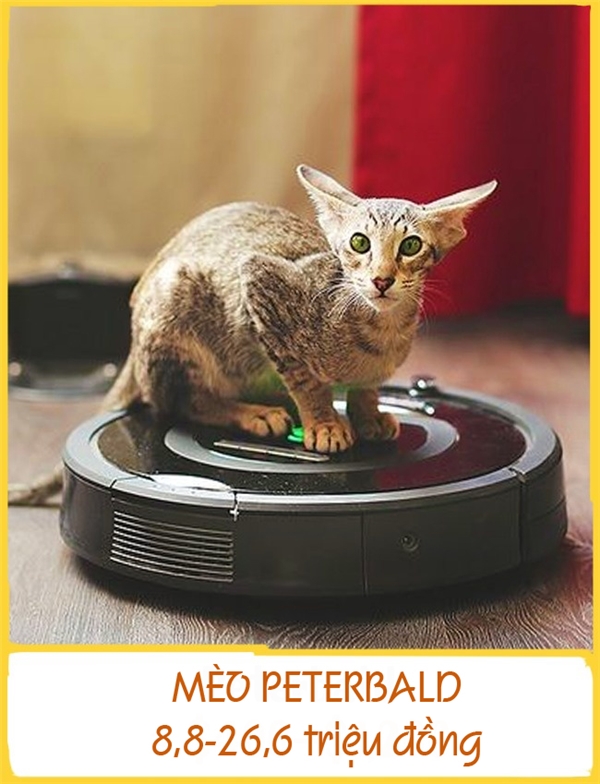 
Giống mèo Peterbald còn được gọi là Phynx Petersburg (tên tượng nhân sư Ai Cập), được lai tạo ở Nga vào năm 1994. Những chú mèo này có dáng tương đối mảnh khảnh, gương mặt thon dài và đôi tai lớn. Giống này gồm hai loại trụi lông và có lông. Chúng hòa đồng, dễ tính và dễ huấn luyện. Mỗi chú Peterbald có giá từ khoảng 8,8-26,6 triệu đồng.