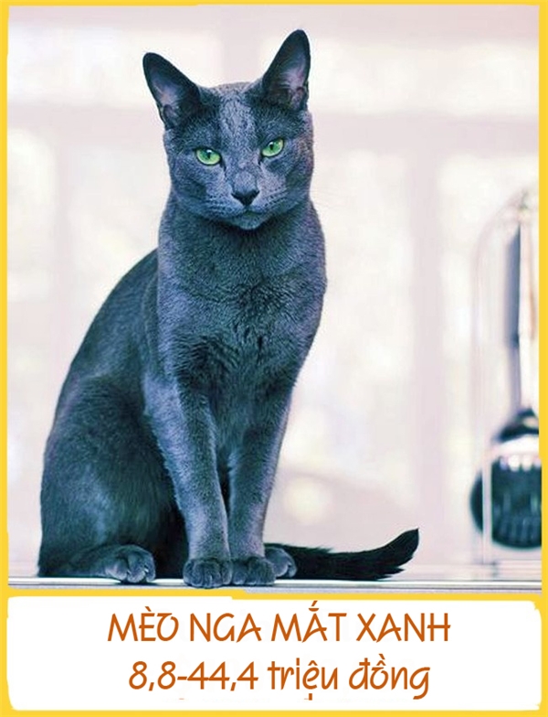 
Mèo Nga mắt xanh là một trong những giống mèo lông ngắn phổ biến nhất được biết đến từ những năm 1893. Theo quan niệm dân gian, chúng đem lại vận may cho chủ của mình. Do đó, đã có nhiều người không ngại ngần bỏ ra 8,8-44,4 triệu đồng để sở hữu một chú mèo Nga mắt xanh kiêu kỳ.