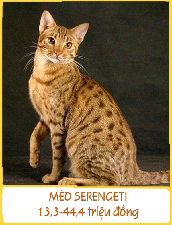 
Mèo Serengeti được phát hiện vào năm 1994 ở California. Giống mèo này khi trưởng thành có thể nặng đến 12kg với bộ lông đốm đen, đôi tai lớn và chân dài. Giá mỗi con dao động từ 13,3-44,4 triệu đồng.