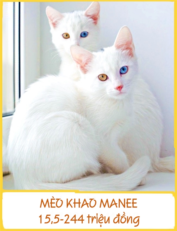 
Những chú mèo Khao Manee sở hữu vẻ ngoài kiêu kì, xinh đẹp được cho là xuất hiện từ những năm 1350-1767. Trước đây, chúng chỉ sống trong gia đình hoàng tộc và được xem như một biểu tượng may mắn, trường thọ và khỏe mạnh. Sở hữu được một chú Khao Manee là niềm ao ước của nhiều người song giá lại rất đắt, từ 15,5-244 triệu đồng.