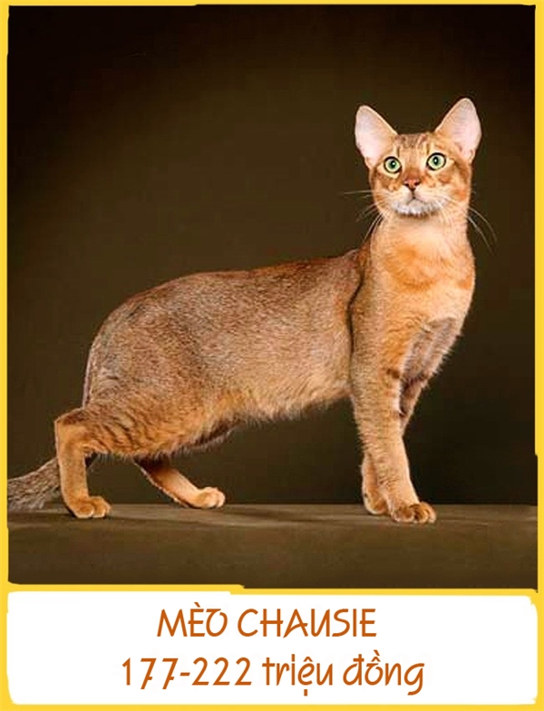 
Chausie là một trong những giống mèo cực kì quý hiếm, được lai tạo từ giống mèo nhà và mèo rừng. Chausie vô cùng năng động và hòa đồng, chúng có thể hòa nhập ở bất kì môi trường nào dù là với con người, chó hay các loài mèo khác. Mỗi chú Chausie có giá nằm ở khoảng 177-222 triệu đồng.