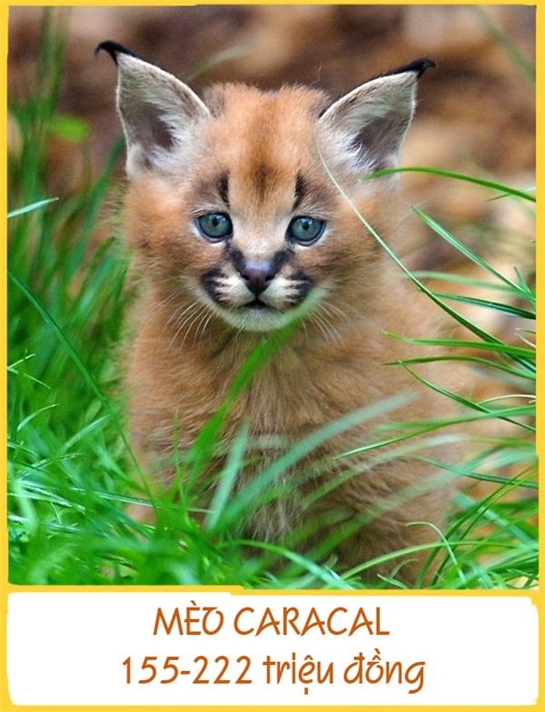
Giống mèo Caracal đang đối mặt với nguy cơ tuyệt chủng do vài năm trước, chúng từ một giống săn mồi trở thành thú nuôi có giá. Để sở hữu giống mèo quý và độc nhất vô nhị này, bạn cần chuẩn bị khoảng 155-222 triệu đồng.