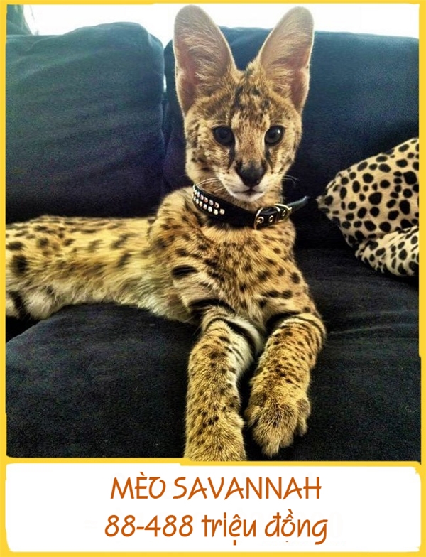 
Savannah được lai từ mèo nhà và mèo rừng châu Phi. Chúng là giống mèo lớn nhất với cân nặng trung bình đạt 15kg và dài 60cm. Savannah được đánh giá là giống mèo rất thông minh, tính khí ôn hòa, hay tò mò và lanh lợi. Chúng thích tắm, đi dạo và chơi đùa. Mỗi chú mèo Savannah như vậy tầm khoảng 88-488 triệu đồng.