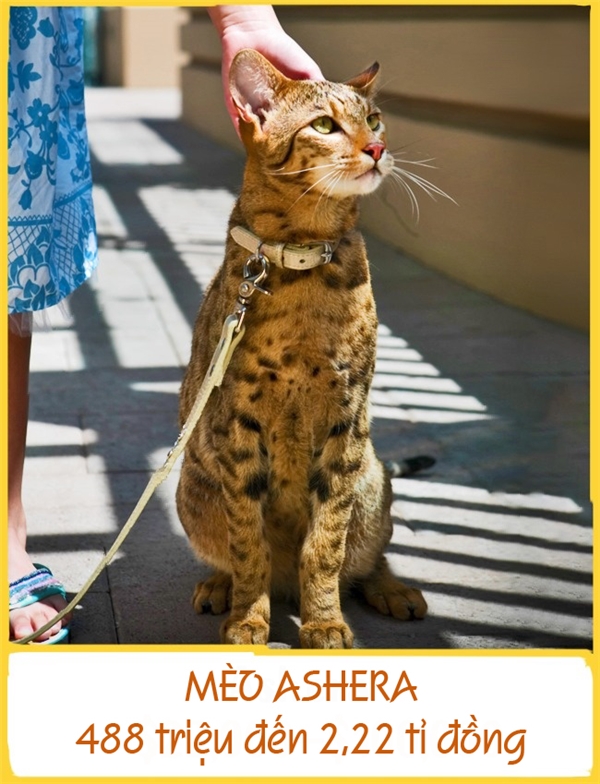 
Ashera được xem là giống mèo xinh đẹp nhất thế giới và được lai từ mèo nhà và mèo báo châu Á. Theo người lai tạo, điểm đặc biệt của những chú mèo Ashera là ít gây dị ứng. Là giống mèo đắt nhất trong danh sách, mỗi chú Ashera có giá 488 triệu đến 2,22 tỉ đồng.
