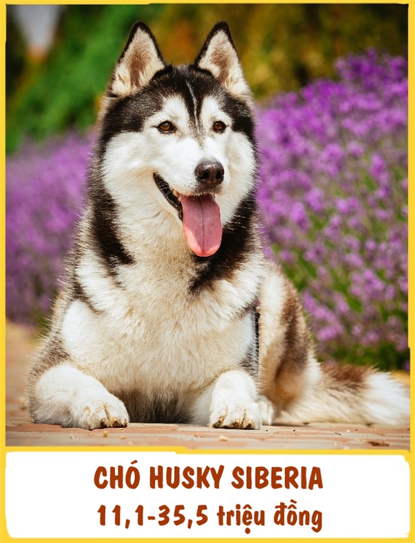 
Giống Husky Siberia được đăng kí vào năm 1938 và có nguồn gốc từ vùng viễn đông Nga. Những chú chó Husky này trầm tính, "lạnh lùng" nhưng không kém phần thân thiện. Husky "đòi hỏi" khá nhiều ở chủ nhân, đặc biệt là việc đi dạo bộ. Để sở hữu được một em Husky, bạn phải chuẩn bị khoảng 11,1-35,5 triệu đồng.