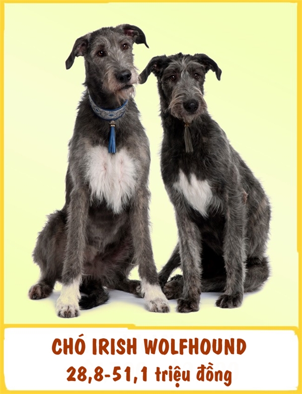 
Irish Wolfhound là một giống chó săn và được xếp trong top những giống chó lớn nhất thế giới. Giống chó này nổi bật với sự dũng cảm, kiên trì và có sức bền cao. Ngoài ra, Irish Wolfhound còn được đánh giá khá thân thiện và ôn hòa. Mỗi em Irish Wolfhound có giá tầm khoảng 28,8-51,1 triệu đồng.