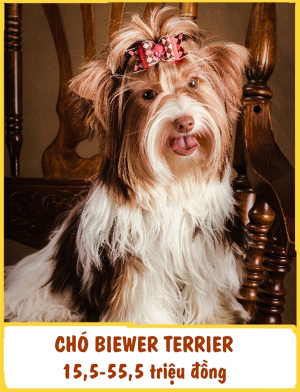 
Biewer Terrier là một giống chó cảnh mới xuất hiện, có nguồn gốc từ Đức. Chúng có bộ lông dài mượt và khuôn mặt cực kì ưa nhìn. Biewer Terrier rất thân thiện và luôn tạo ra cảm giác vui vẻ cho những ai ở gần nó. Chi phí của mỗi em chó cảnh này dao động từ 15,5-55,5 triệu đồng.