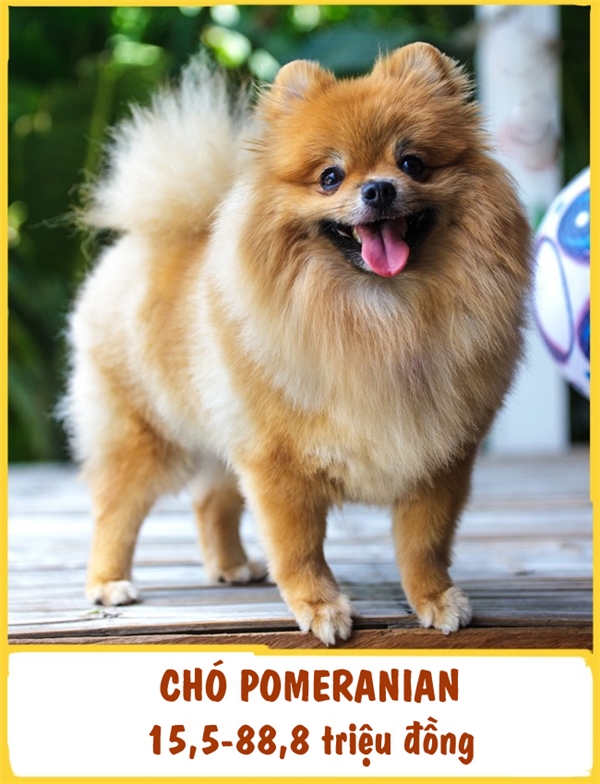 
Pomeranian hay còn gọi là chó phốc sóc, có nguồn gốc từ Đức và là một giống chó cảnh. Bên cạnh sự thông minh, trung thành và nhạy bén như bao giống chó khác, Pomeranian còn nổi tiếng bởi tính cách vui vẻ và gương mặt luôn tươi cười của chúng. Mỗi em Pomeranian như vậy có giá khoảng 15,5-88,8 triệu đồng.