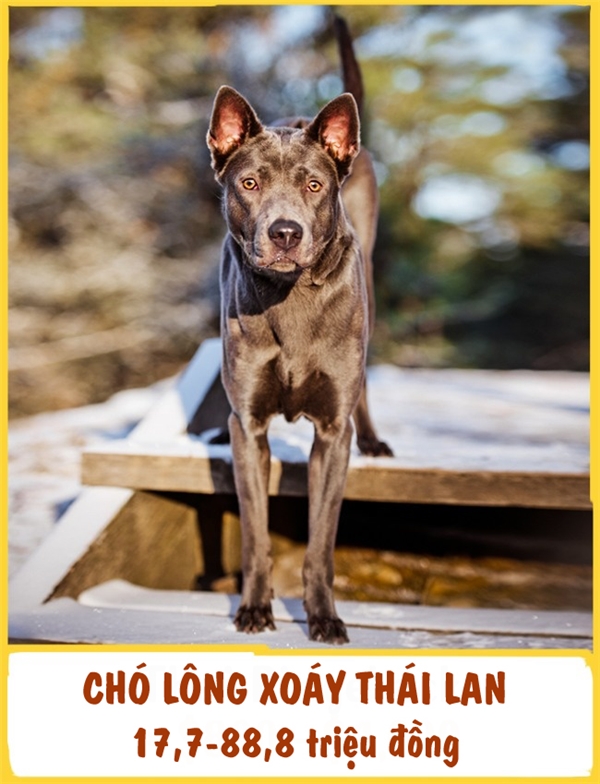 
Chó lông xoáy Thái Lan (Thai Ridgeback) là giống chó săn. Chúng ta thường thấy sự năng động và mạnh mẽ nổi trội của chúng qua những bước chạy dài. Ngoài ra, giống này còn được đánh giá rất thông minh, nhạy bén. Chi phí phải trả để trở thành chủ nhân của chó lông xoáy không hề rẻ tí nào, ở khoảng 17,7-88,8 triệu đồng.