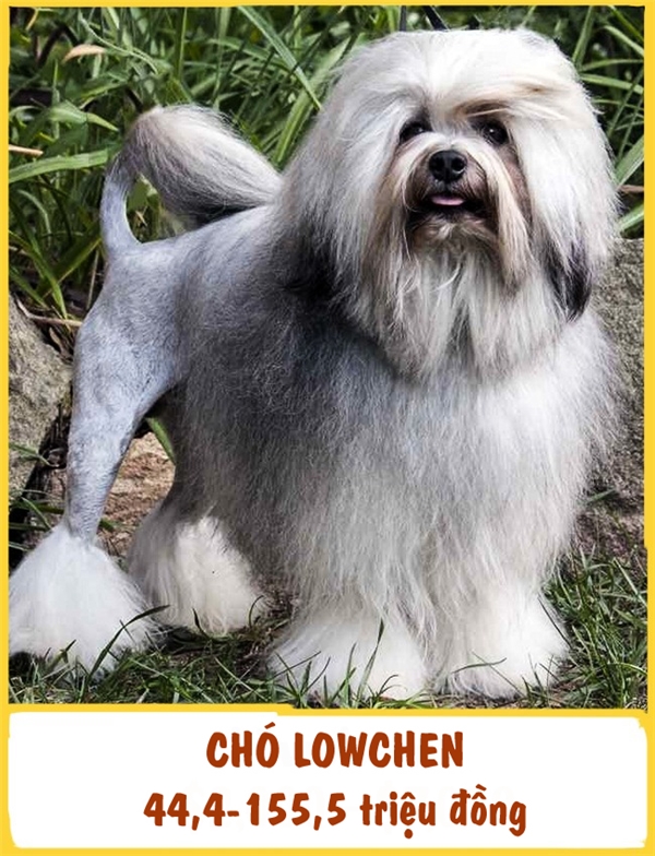 
Giống chó cảnh này có nguồn gốc từ Pháp. Năm 1960, Löwchen đi vào sách kỉ lục Guiness như là một giống chó hiếm nhất trên thế giới. Từ sự hiếm có đó, các nhà nhân giống đã vào cuộc và bắt đầu nhân số lượng giống chó này lên. Löwchen dũng cảm, trực giác nhạy và cực kì tận tâm với chủ nhân. Bạn có thể mua một chú Löwchen với giá 44,4-155,5 triệu đồng.