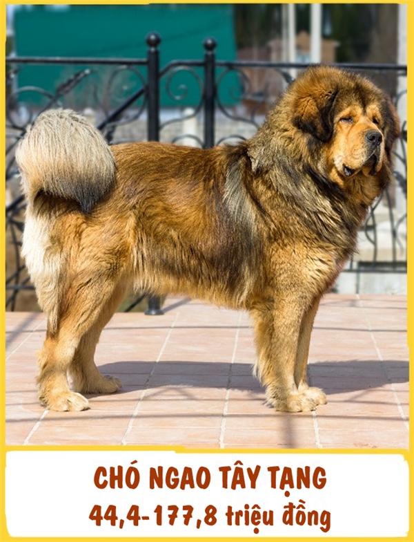 
Chó Ngao Tây Tạng là một giống chó cổ, xuất hiện từ hơn 5.000 năm trước. Đặc điểm của giống chó này là điềm tĩnh, tận tụy, kiên trì và có thể phục vụ như người bảo vệ hoặc người bạn trung thành. Tương tự King Charles Spaniel, Chó Ngao Tây Tạng cũng "cuồng" sạch sẽ. Chi phí cho một con chó con Chó Ngao Tây Tạng dao động từ 44,4-177,8 triệu đồng.