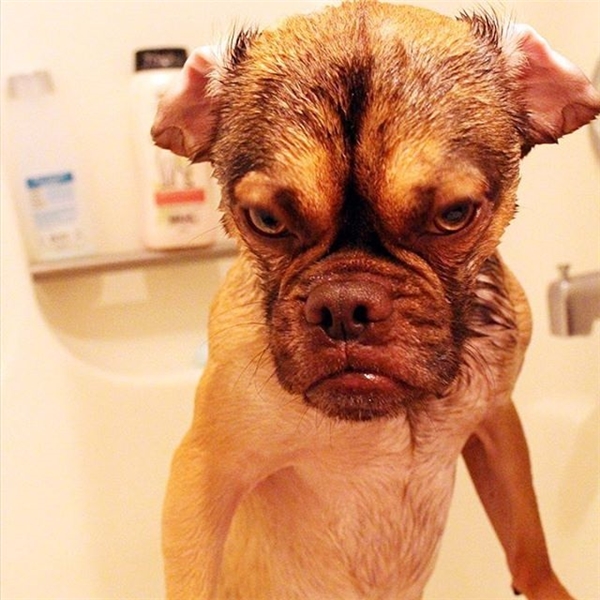 
Earl vô cùng ghét tắm, hãy nhìn ánh mắt thù ghét cả thế gian kia thì biết.
