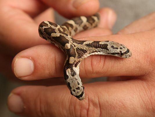 
 Một người phụ nữ đã phát hiện ra con rắn khi con chó của cô đuổi theo thứ gì đó ở trước cổng. Ngay lập tức, gia đình này mang con rắn lạ lùng đến sở thú Waco's Cameron. (Ảnh: AP)