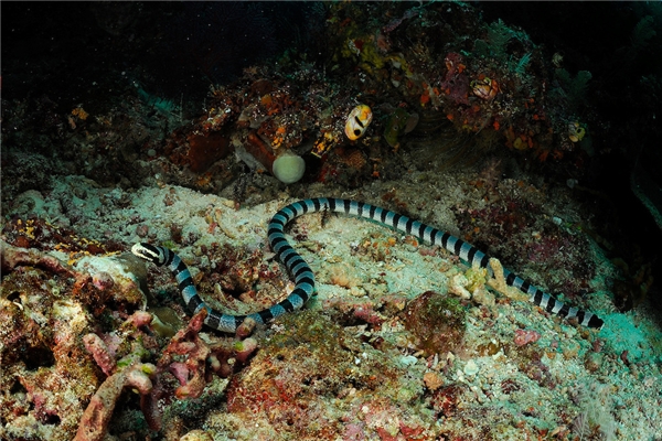 
Rắn biển Belcher sở hữu nộc độc mạnh nhất trong số tất cả các loài rắn.