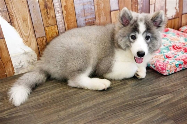 
Tổng hòa vẻ đẹp của Samoyed và Alaska, cún con đã khiến dân tình điên đảo với phần lông trắng - xám cực yêu này.