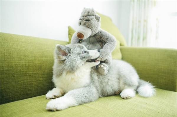 Alaska lai Samoyed - Đây là chú chó có bộ lông độc nhất vô nhị tại VN