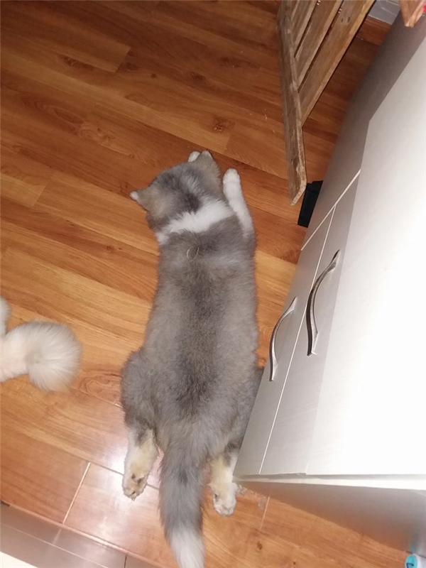 Alaska lai Samoyed - Đây là chú chó có bộ lông độc nhất vô nhị tại VN