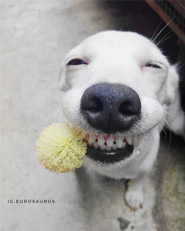 Trong những ngày khó khăn, hãy thưởng thức bức ảnh chó cười nhe răng này để tìm lại niềm vui và năng lượng. Đừng ngần ngại bấm vào đây và cùng chú chó cười nhe răng thỏa sức vui đùa nhé!