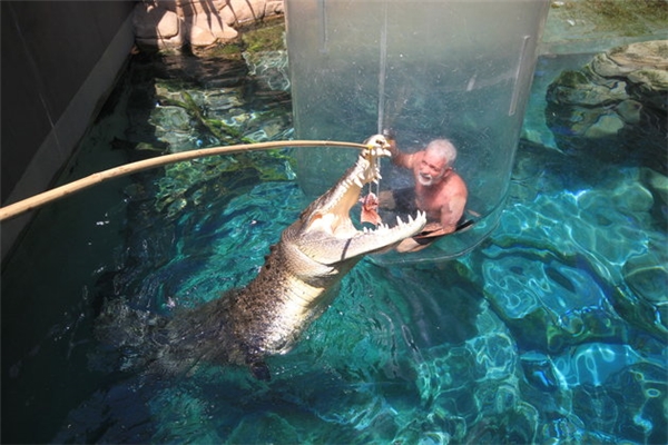 Du khách thi nhau trải nghiệm "bơi" cùng cá sấu trong Lồng tử thần