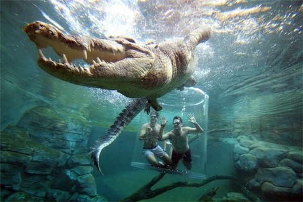 Du khách thi nhau trải nghiệm "bơi" cùng cá sấu trong Lồng tử thần