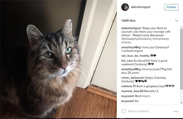
"Cụ" mèo Nutmeg có một lượng fan đông đảo trên Instagram.