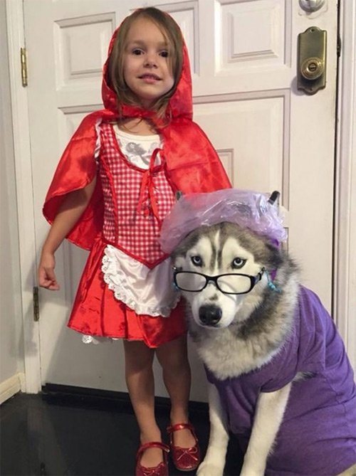 
Boss năm nay được lên chức bà cùng với cô bé quàng khăn đỏ do sen đóng đi chơi Halloween nè.