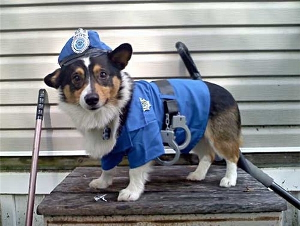 
Nhờ sở hữu khứu giác nhạy bén vượt trội mà loài chó trở thành "cảnh khuyển" hỗ trợ cơ quan an ninh trong việc điều tra án.