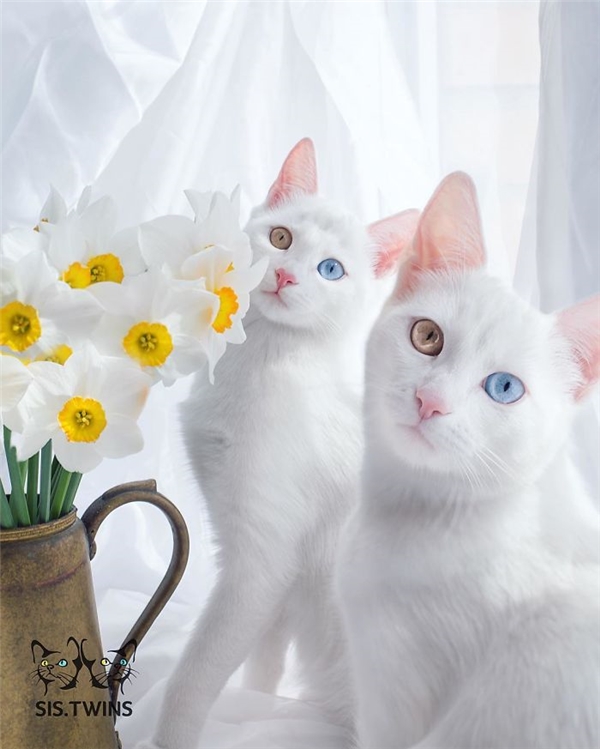 
Iriss và Abyss là hai chú mèo sinh đôi đẹp nhất thế giới. Chúng thuộc giống mèo Khao Manee, sở hữu vẻ ngoài kiêu kì, xinh đẹp và được xem như một biểu tượng may mắn, trường thọ và khỏe mạnh. 
