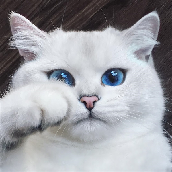 
Sở hữu đôi mắt xanh màu thăm thẳm như lòng đại dương, nàng mèo Coby nhanh chóng trở thành ngôi sao sáng trong giới meo meo thời gian gần đây. 