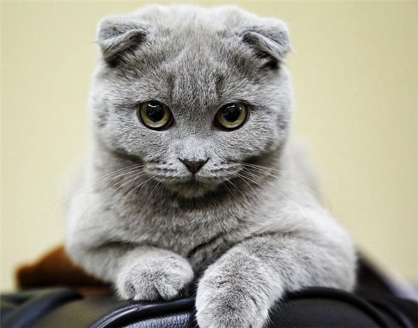 
Khác với các giống mèo bình thường, em mèo Scottish Fold này có đôi tai cụp xuống do đột biến gen. Giống mèo này rất năng động, dễ hòa đồng và được đánh giá là giống mèo thông minh. 