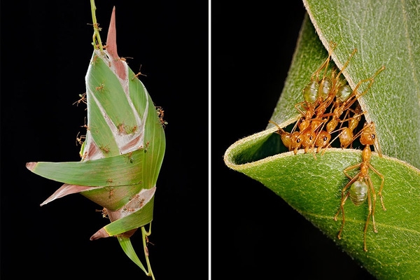 
Kiến Weaver (Kiến Thợ Dệt) - Loài kiến này sống ở Trung Phi và Đông Nam Á. Kiến Weaver thường đan những chiếc lá còn xanh tươi lại với nhau và kết chúng lại bằng một loại "keo dính" đặc biệt lấy từ tơ ấu trùng để làm tổ. 