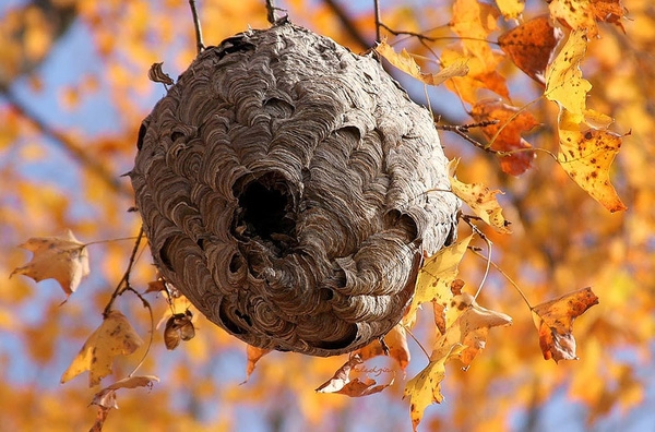 
Tổ ong Vò Vẽ trông bên ngoài như một quả cầu với nhiều mái vòm tí hon.