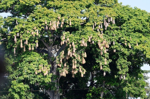 
Hàng trăm chiếc tổ của chim vàng anh Montezuma treo lủng lẳng trên một thân cây, tất cả do một con chim đực đầu đàn thống trị.