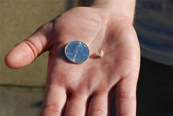 
Viên kim cương nhỏ hơn một đồng xu và nặng 2,03 carat. (Ảnh: CNN)
